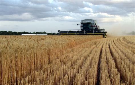 Wet Weather Conditions Argentine Wheat Crop 2016 17 Corn Area Expected