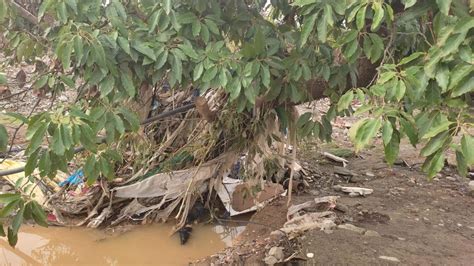 Daños de la dana el campo de Málaga hace balance de los destrozos por