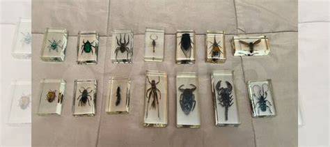 Насекомые в стекле купить в Пензе | Хобби и отдых | Авито