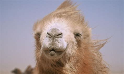 DVD Review: The Story of the Weeping Camel on MGM Home Entertainment ...