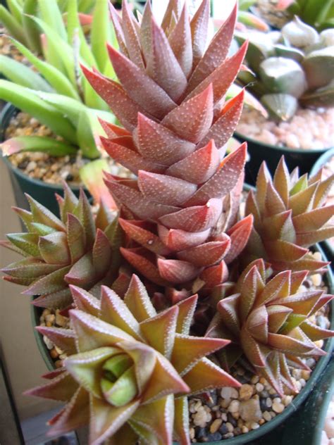 danger garden: Oregon Cactus & Succulent Society Show and Sale