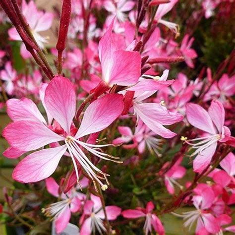 Многогодишните цветя в двора | Български Фермер