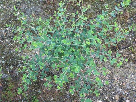 Baptisia tinctoria (yellow wild indigo): Go Botany