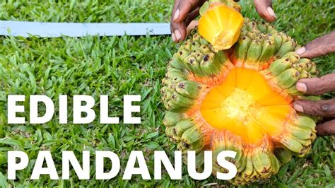 Edible Pandanus Tectorius Youtube