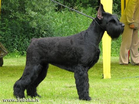 Ризеншнауцер - Питомник Фау - Fau на SOBAKA.LV