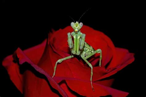 Роза Амазонка: выращивание и уход, описание и особенности