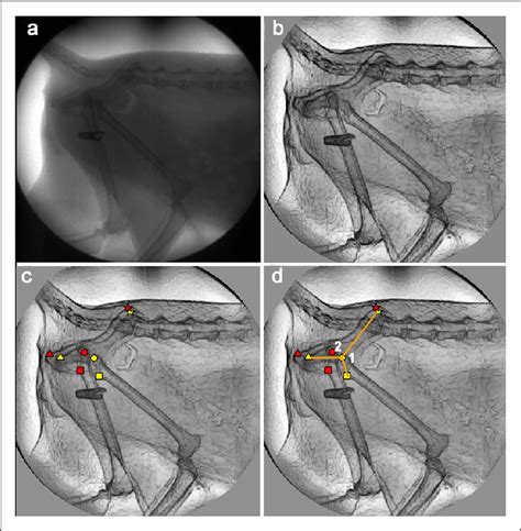 Figure 1 From Coxofemoral Joint Kinematics Using Video Fluoroscopic