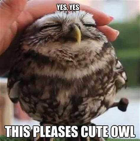 Cute animal memes: Prepare to say nothing but "aww" for ten minutes ...