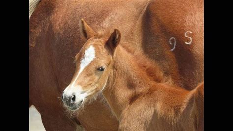 Outer Banks Wild Horse Unexpectedly Gave Birth As Dorian Pummeled North
