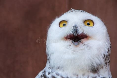 White Owl with Shocking Meme Face Stock Image - Image of white, bubo: 75723899