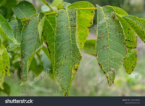 Walnut Anthracnose Walnut Black Spot Gnomonia Stock Photo