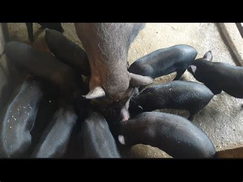 AWESOME MOTHER PIGS THEIR PIGLETS YouTube