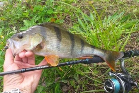 Pêcher la perche aux leurres en petite rivière au début de l hiver