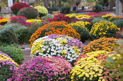 Chrysanthemums How To Buy Plant Grow And Care For Fall Mums