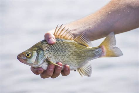 Sea Monsters! The 10 Biggest Trophy Fish Ever Caught in South Dakota ...