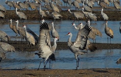 Sandhill Crane Migration In Nebraska 2024 Roveme