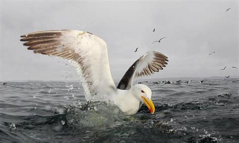 Gaivota - Oceana Brasil