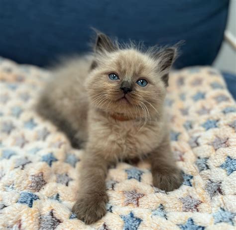 Virginia Ragdolls - Ragdoll, Photo Gallery, Ragdoll, Ragdoll Cat