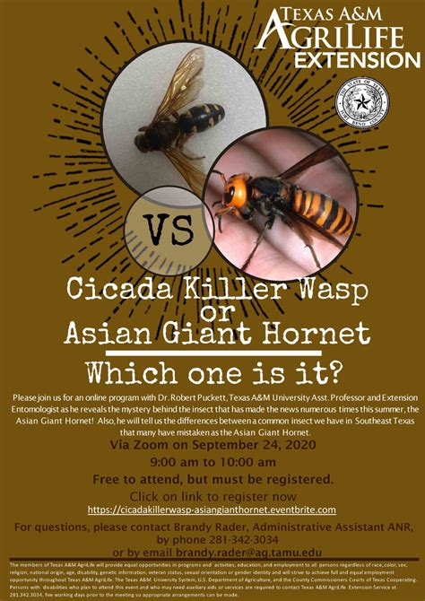 Cicada Killer Wasp or Asian Giant Hornet - Fort Bend