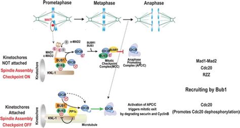 Full Article Bub Kinase In The Regulation Of Mitosis