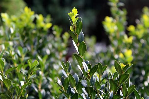 Odmiany I Gatunki Bukszpanu Ycie Zgodne Z Natur