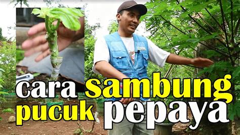 Cara Sambung Pucuk Pepaya California Dengan Pepaya Wulung Youtube