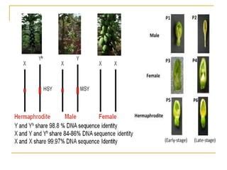Sex Determination In Papaya PPT