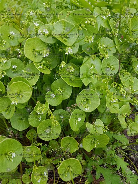 Herb Claytonia Perfollata - Miners Lettuce | Herbs | Premier Seeds