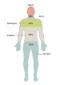 categorysvg human anatomy  cnx anatomy physiology textbook