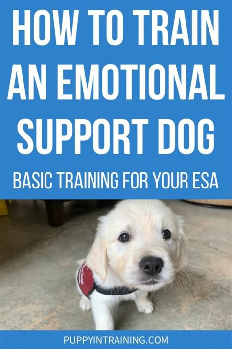 How To Train An Emotional Support Dog: The Basics