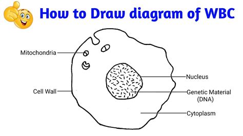 Diagram Of A White Blood Cell White Blood Cell Labeled