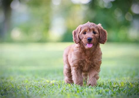 Mini Goldendoodles/Petite Goldendoodle Puppies in Indiana & Chicago, IL by Willow Hill Doodles