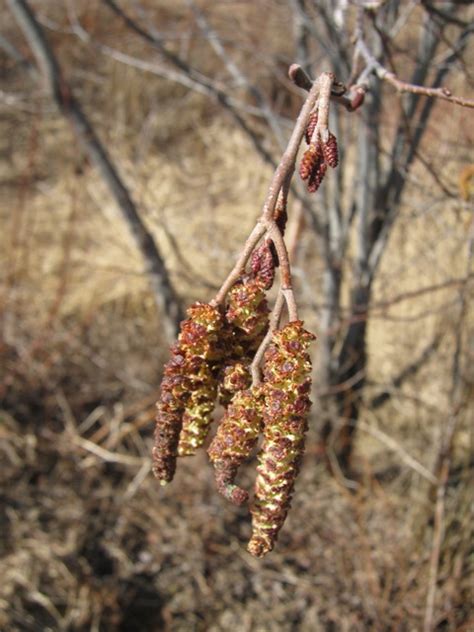 Speckled Alder Habitat Heroes