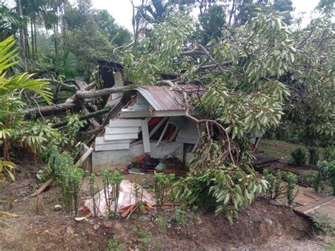 Pohon Tumbang Di Batang Natal Meninggal Dilarikan Ke Rs Waspada