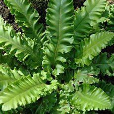 Листовик, Филлитис (Phyllitis)