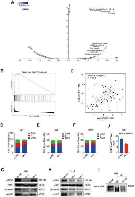 ASPM Promotes Glioblastoma Growth By Regulating G1 Restriction Point