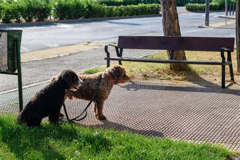 Two Dogs Tied On The Sidewalk Next To A Bench Stock Image Image Of