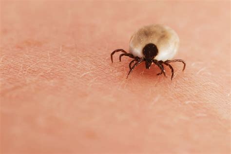 Tick Carries More Than Just Lyme Disease Research Shows Innatoss