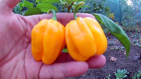 Westindian Yellow Habanero - (Западно-Индийский желтый Хабанеро) Сорт ...