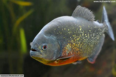 Freshwater Animals List, Pictures & Facts, Examples Of Freshwater Species