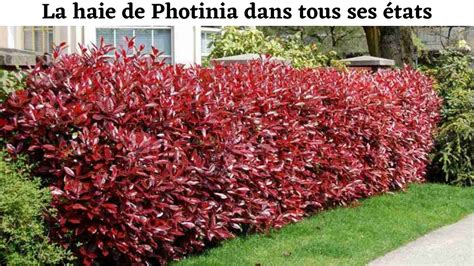 Photinia Un Arbuste Persistant Et D Coratif Pour Votre Jardin