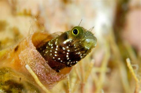 Um Bonito Blenny De Cabe A Espinhosa Espreita Para Fora De Seu Tubo