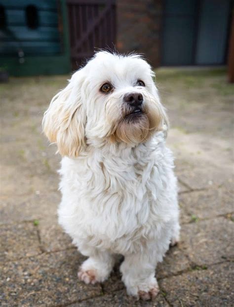 Rescuoodles - RSPCA New South Wales