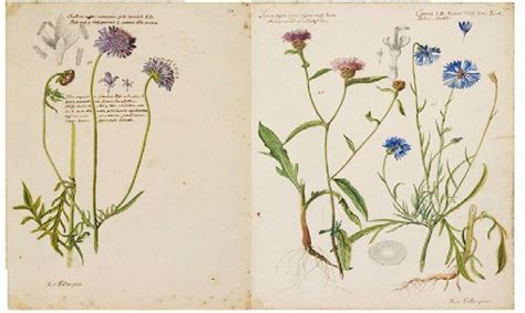 Русская трава | Трава, Аптека