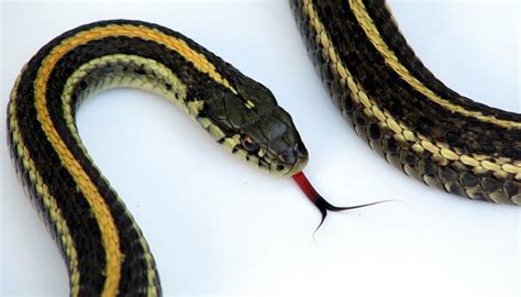 Black Snake With Two Yellow Stripes