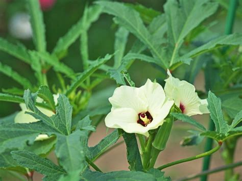 Information On Growing Okra And Harvesting Okra