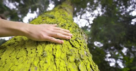 To Love Nature To Touch The Tree Nature Stock Footage Ft Hug