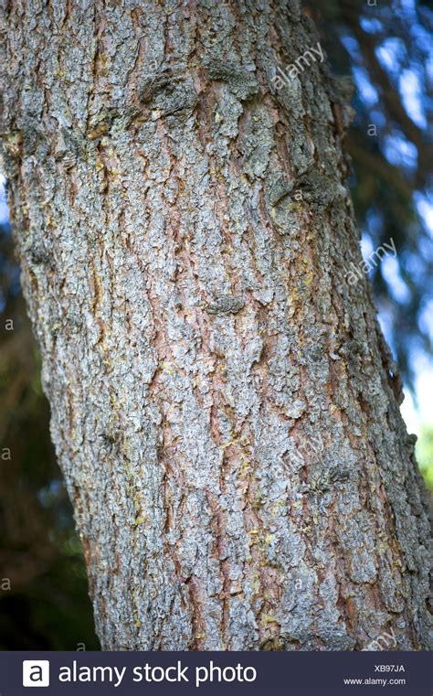 Norway Spruce Tree Bark Picea High Resolution Stock Photography And