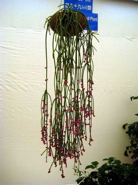 Stunning Houseplants You Can Grow In Hanging Baskets Artofit