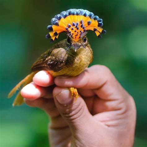 Royal Flycatcher Alchetron The Free Social Encyclopedia